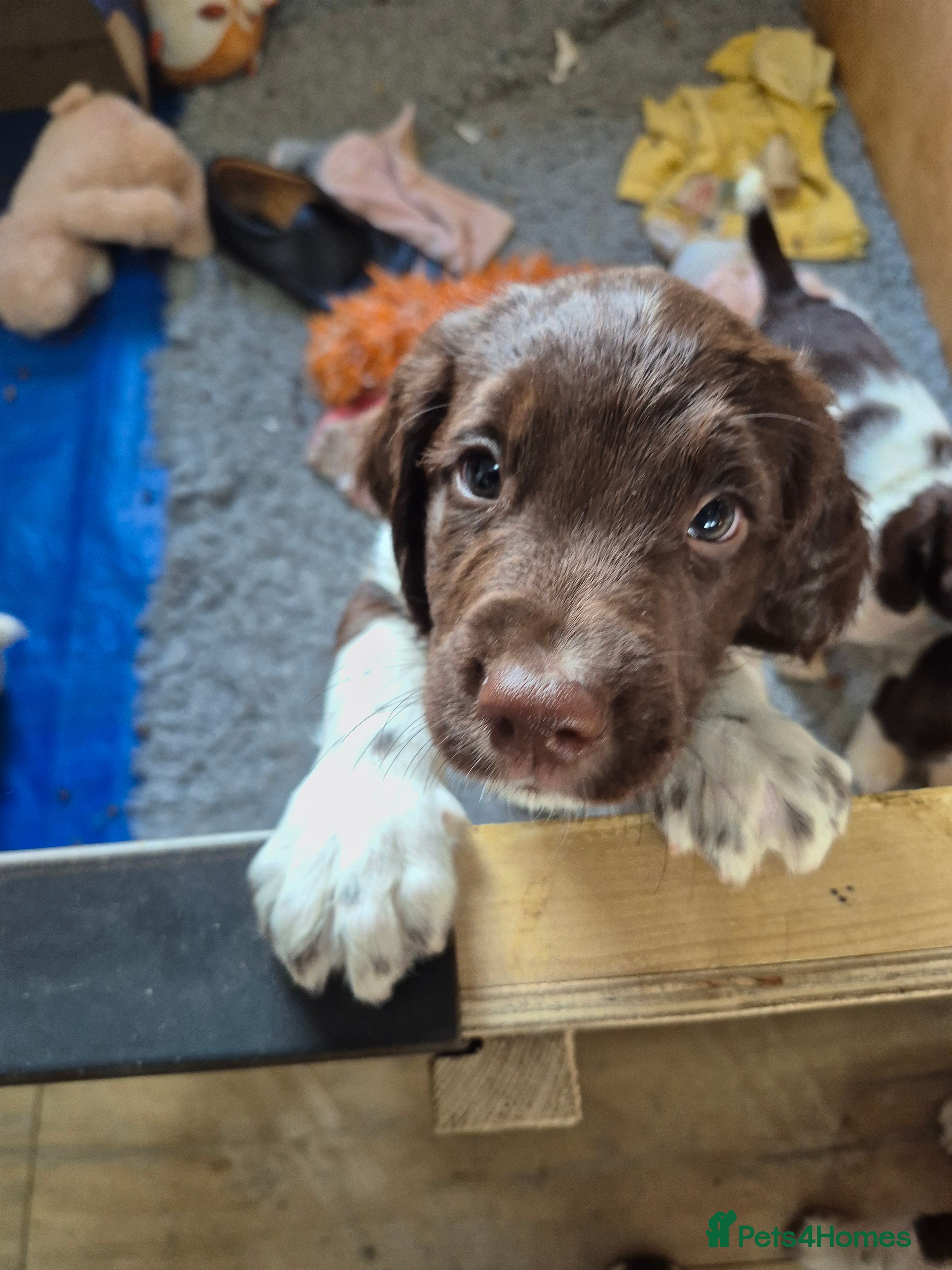 English Springer Spaniel dogs KC Reg English Springer Spaniel Pups - Advert 12
