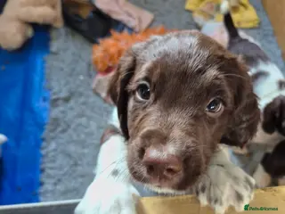 English Springer Spaniel dogs KC Reg English Springer Spaniel Pups - Advert 2