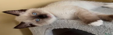 Seal Point Mitted