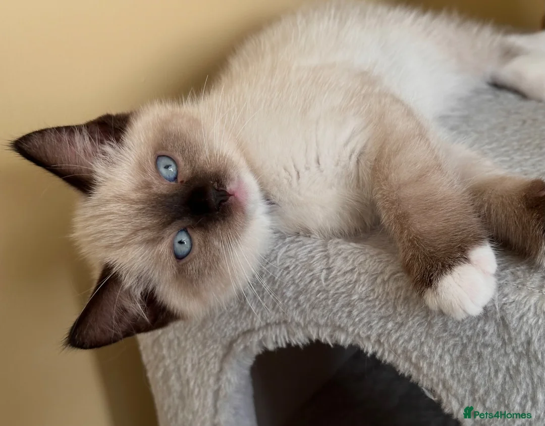 Ragdoll cats for sale: 💜 Beautiful Ragdoll Heritage Kittens 💜 - Advert 2