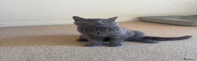 British Shorthair 1