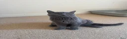 British Shorthair cats for sale: Beautiful british shorthair looking for a new home - Advert 18