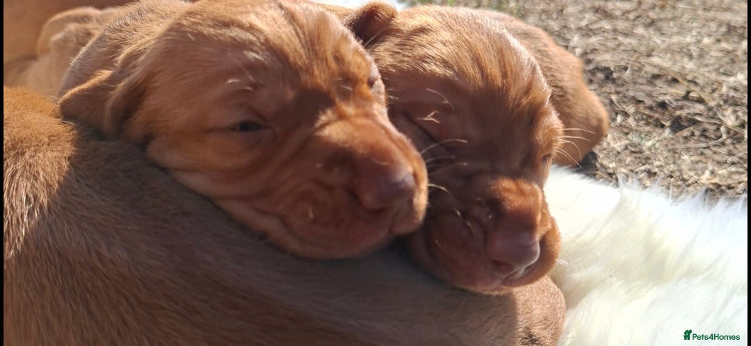 Hungarian Vizsla dogs for sale: Hungarian vizsla  - Image 4
