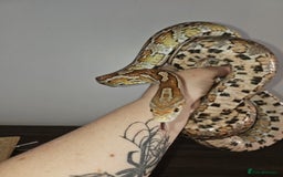 Corn Snake reptiles for sale: corn snake for sale viv and accessories included - Image 2