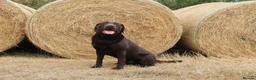Labrador Retriever dogs for stud: KC fully tested Choc Labrador Stud - Advert 3