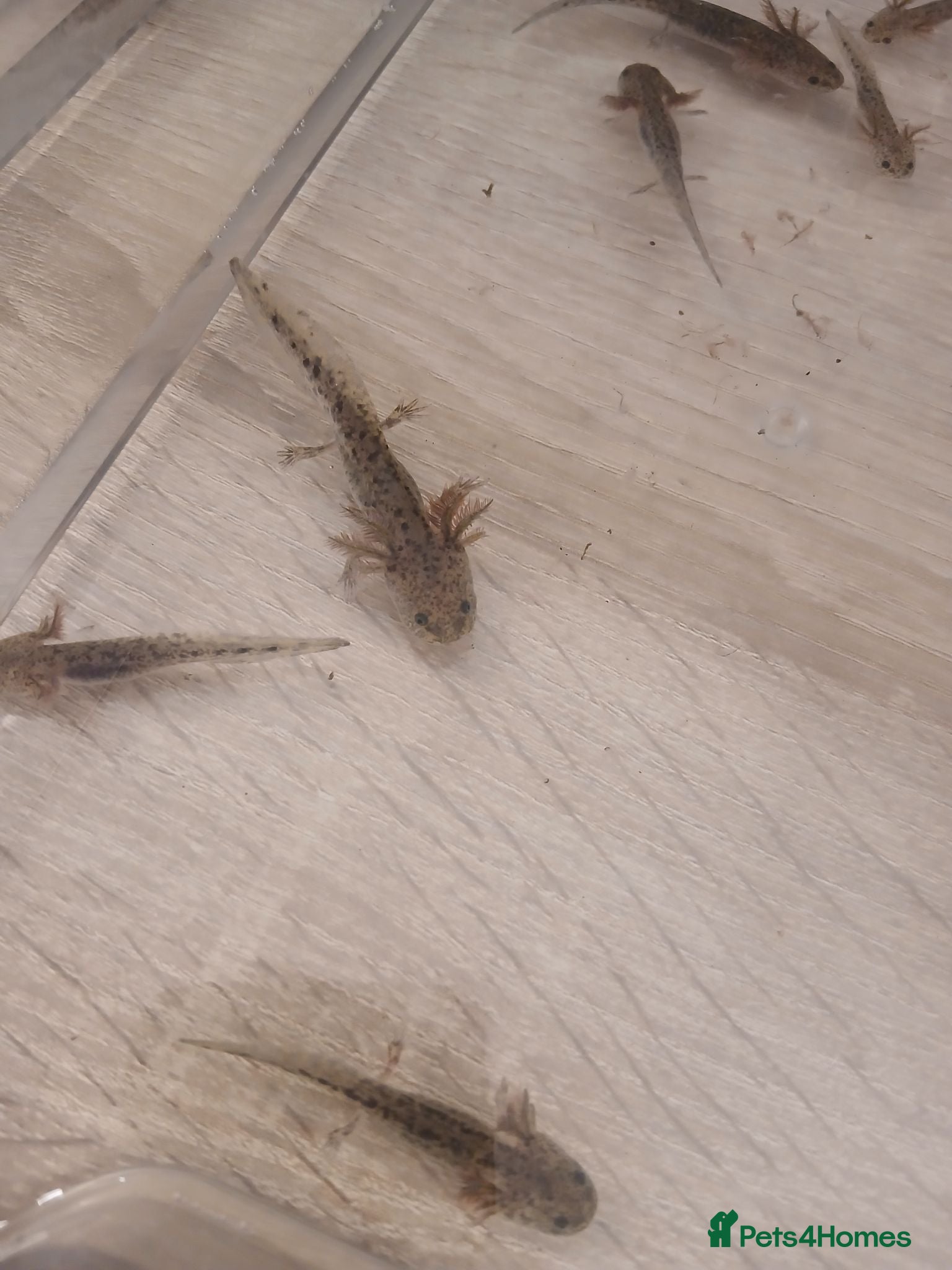 Axolotl reptiles Axolotl - Advert 2