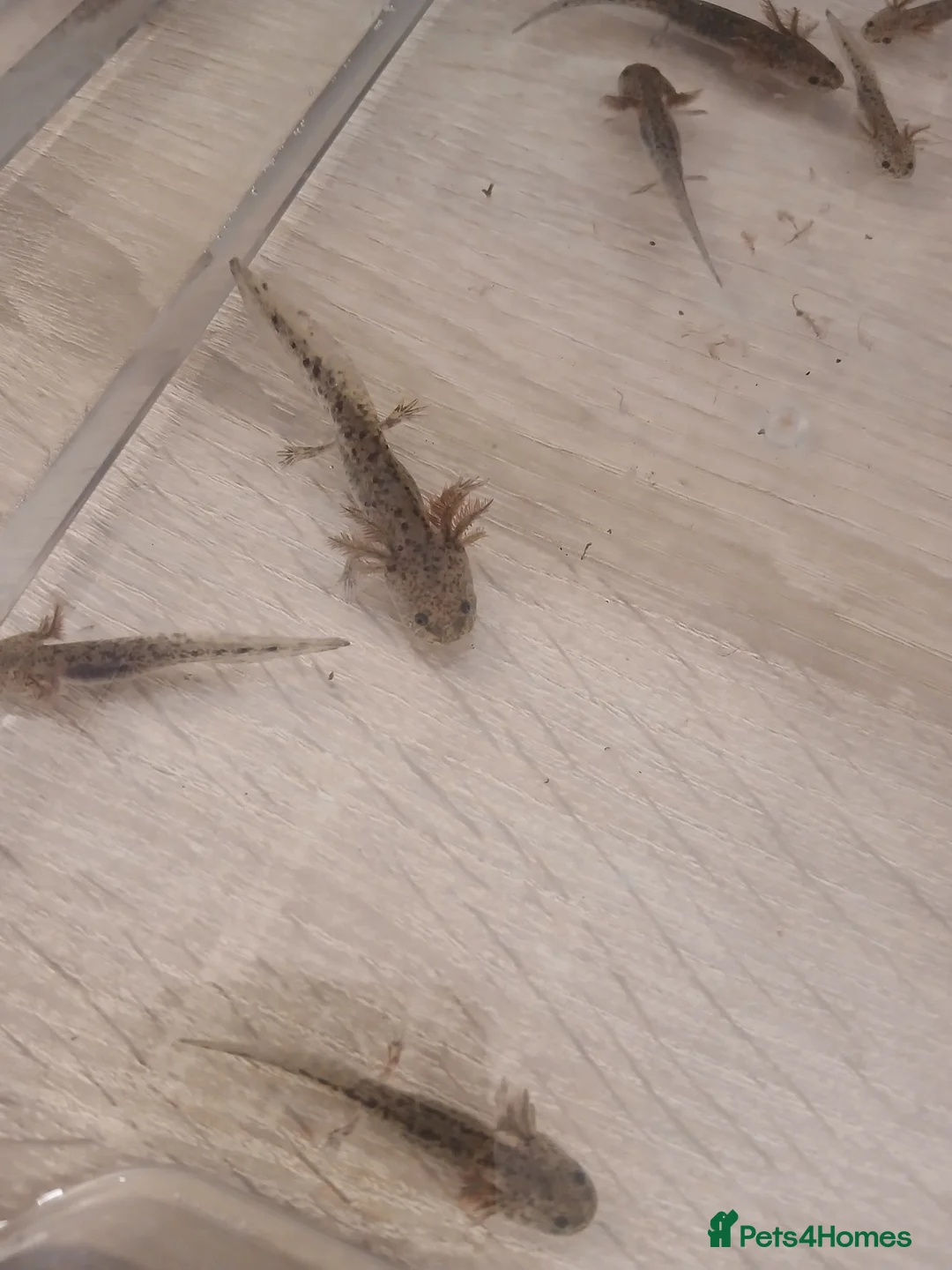 Axolotl reptiles for sale: Axolotl - Advert 2