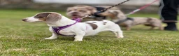 Miniature Dachshund dogs for sale: Adults females miniature dachshunds  - Advert 3