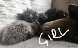 British Shorthair cats for sale: 5 beautiful british shorthair kittens - Image 23