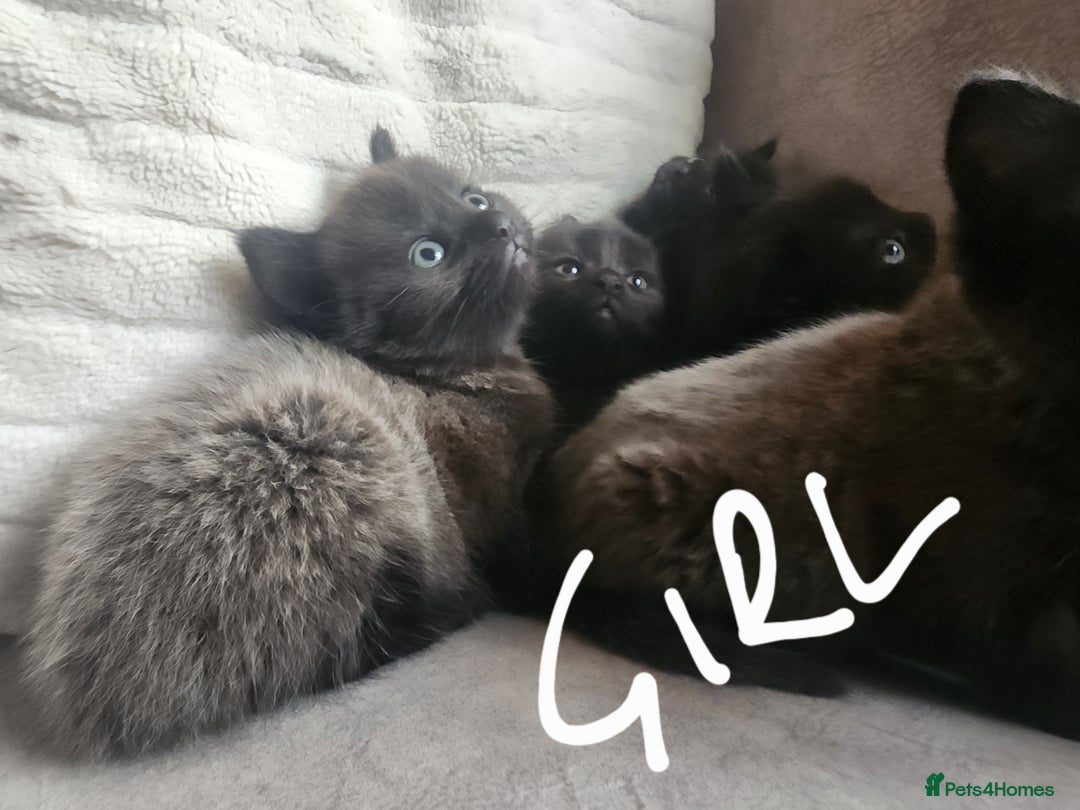 British Shorthair cats for sale: 5 beautiful british shorthair kittens - Image 23