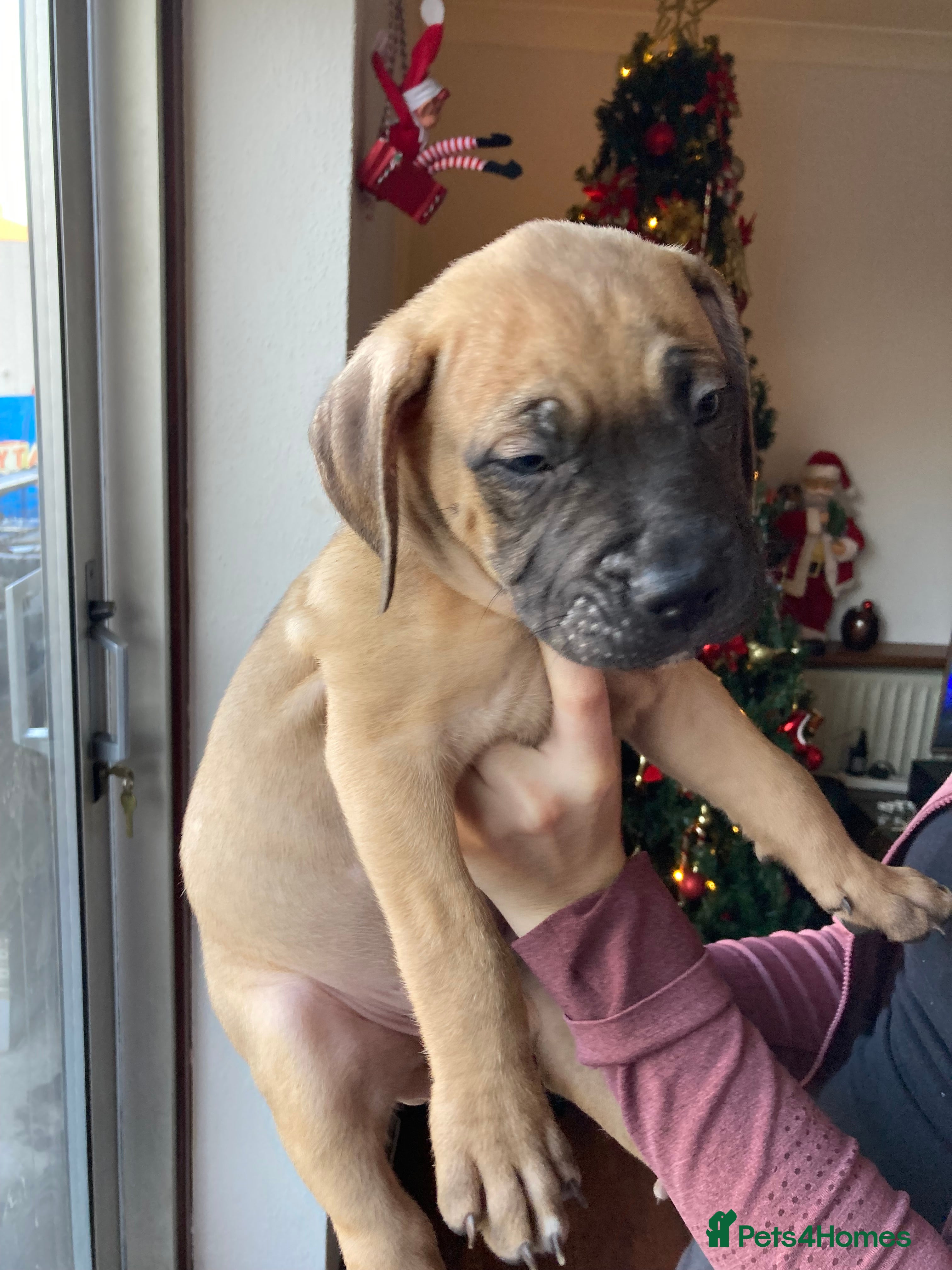Mixed Breed dogs Mastiff x Staffy READY TO GO TO FOREVER HOME - Advert 16