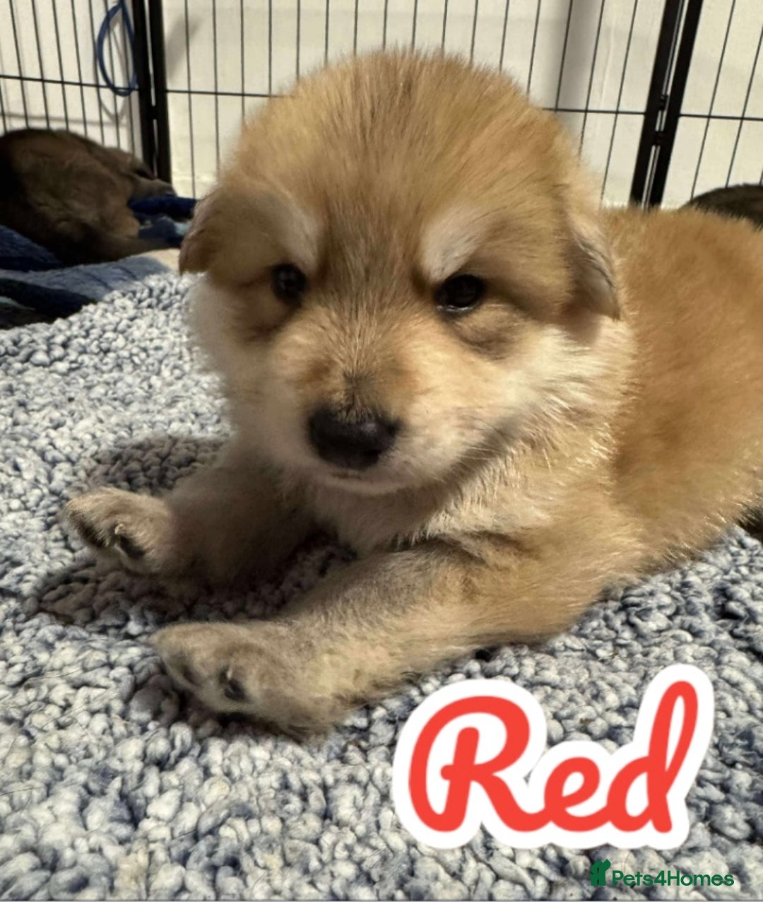 German Shepherd dogs for sale: German Shepherd Puppies  - Image 16