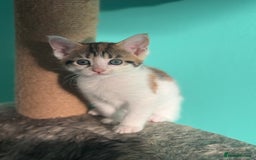 Maine Coon cats for sale: Adorable half mainecoon kittens for sale  - Image 14