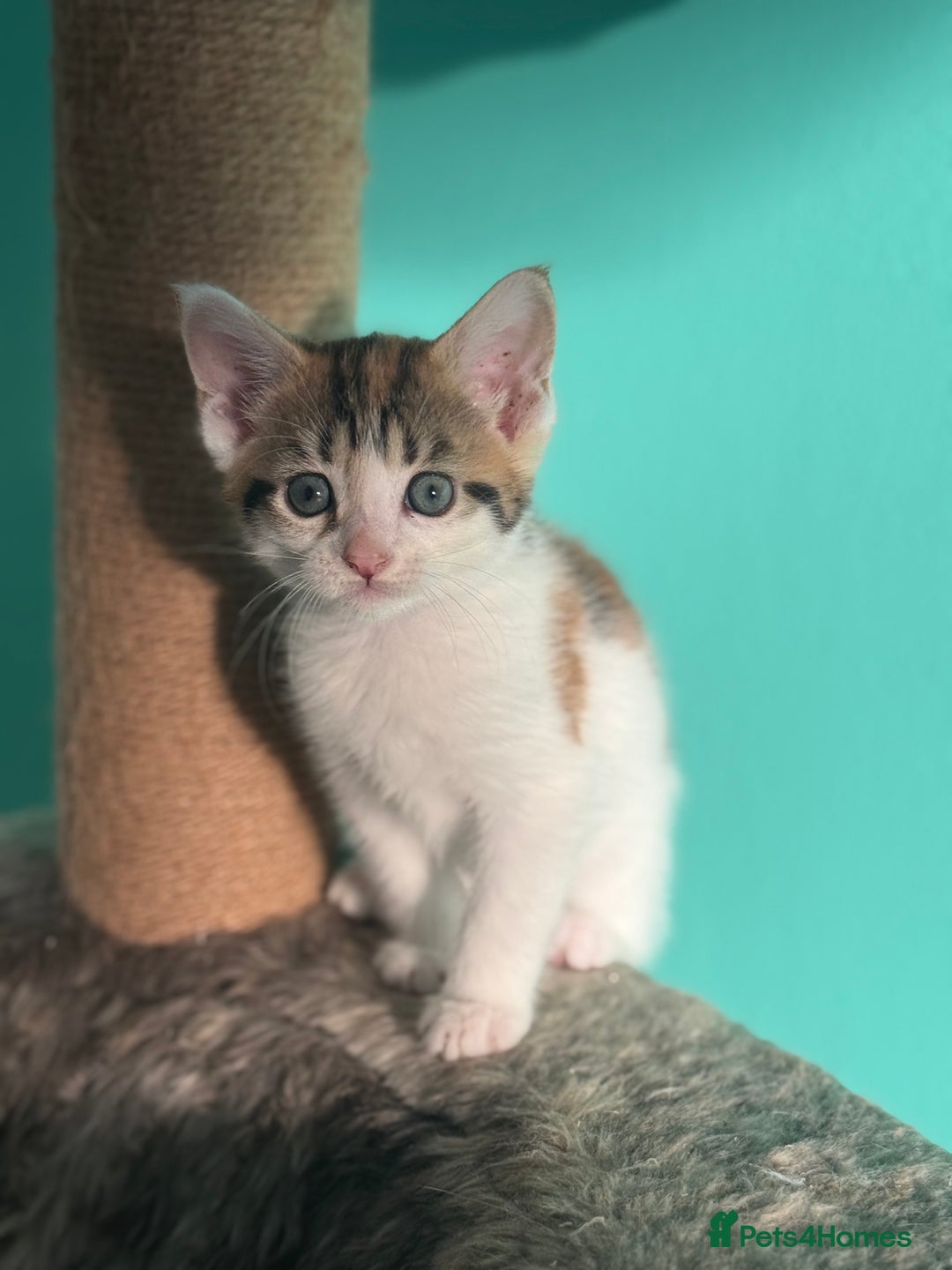 Maine Coon cats for sale: Adorable half mainecoon kittens for sale  - Image 14