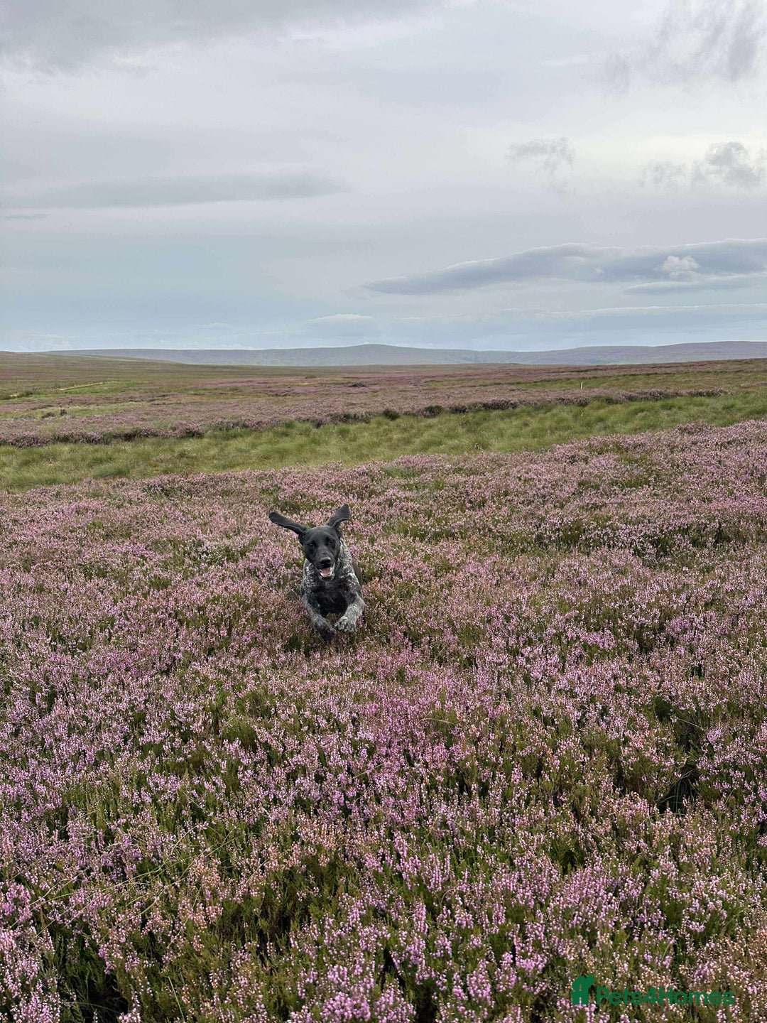 Mixed Breed dogs for sale: Stunning Labrador Pointer Puppies – Ready to go - Advert 22