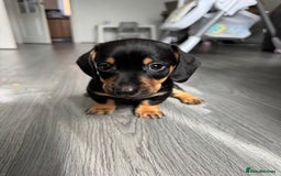 Dachshund dogs for sale: Dachshund pups 3 boys left  in Bootle - Image 29