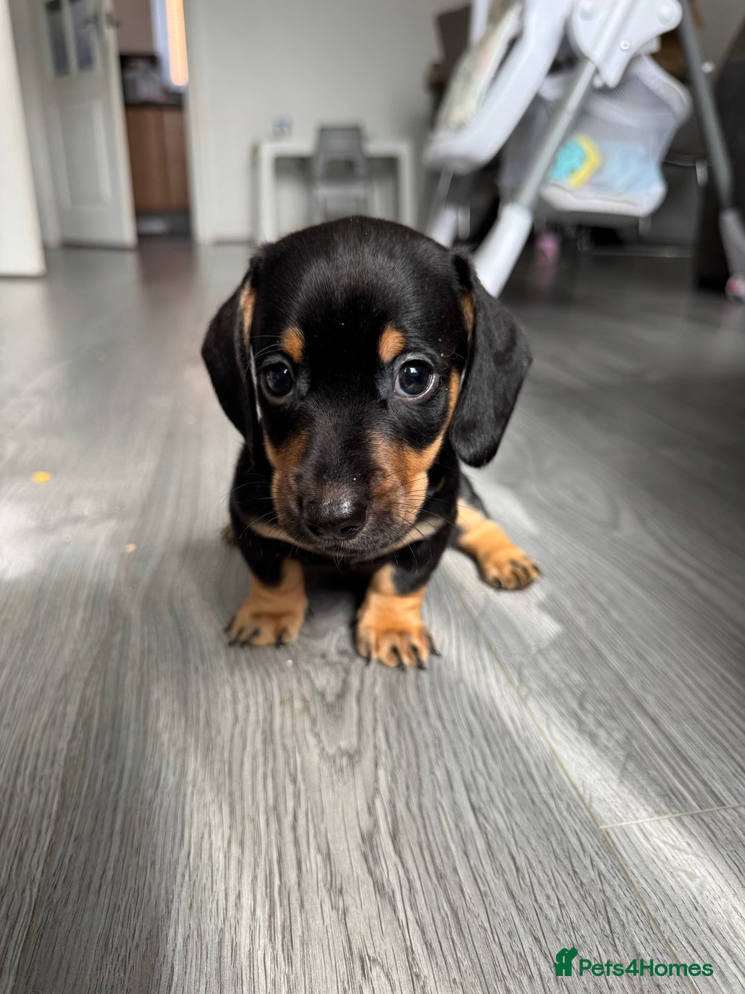 Dachshund dogs for sale: Dachshund pups 3 boys left  in Bootle - Image 29