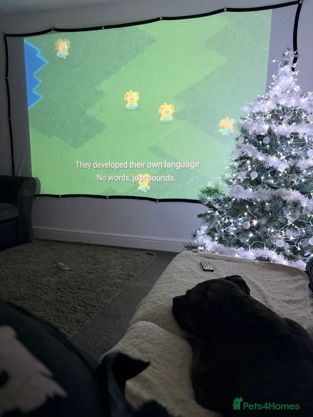 Staffordshire Bull Terrier dogs for sale: Male and female staff desperately need loving home - Advert 4