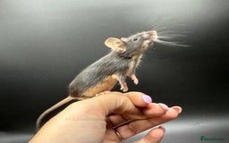 Mouse rodents for sale: Fancy Mice - Standard, Rex, Double Rex (Hairless)  - Image 2