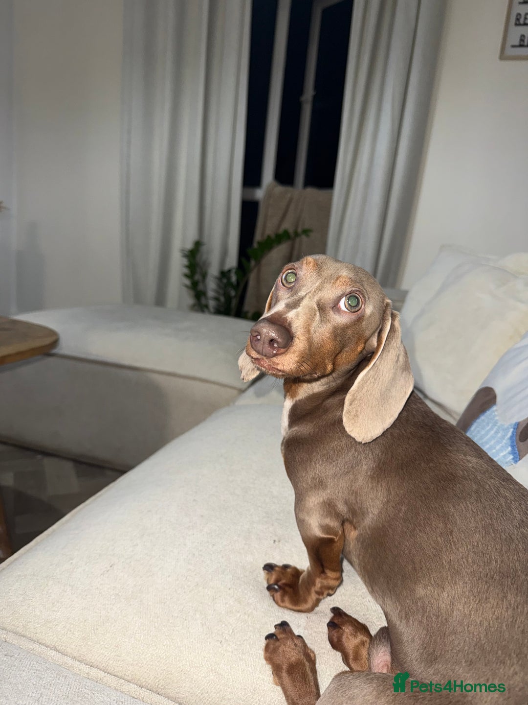 Miniature Dachshund dogs for stud: Ronnie  - Advert 10