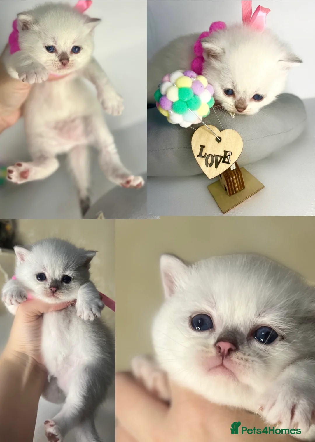 British Shorthair cats for stud: ACTIVE reg 𝑮𝑪𝑪𝑭/TICA BSH CHINCHILLA 🏆 in Ilford - Advert 14