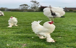 Mixed Breed livestock for sale: White Rhea Chicks & Hatching Rhea Eggs - Image 13