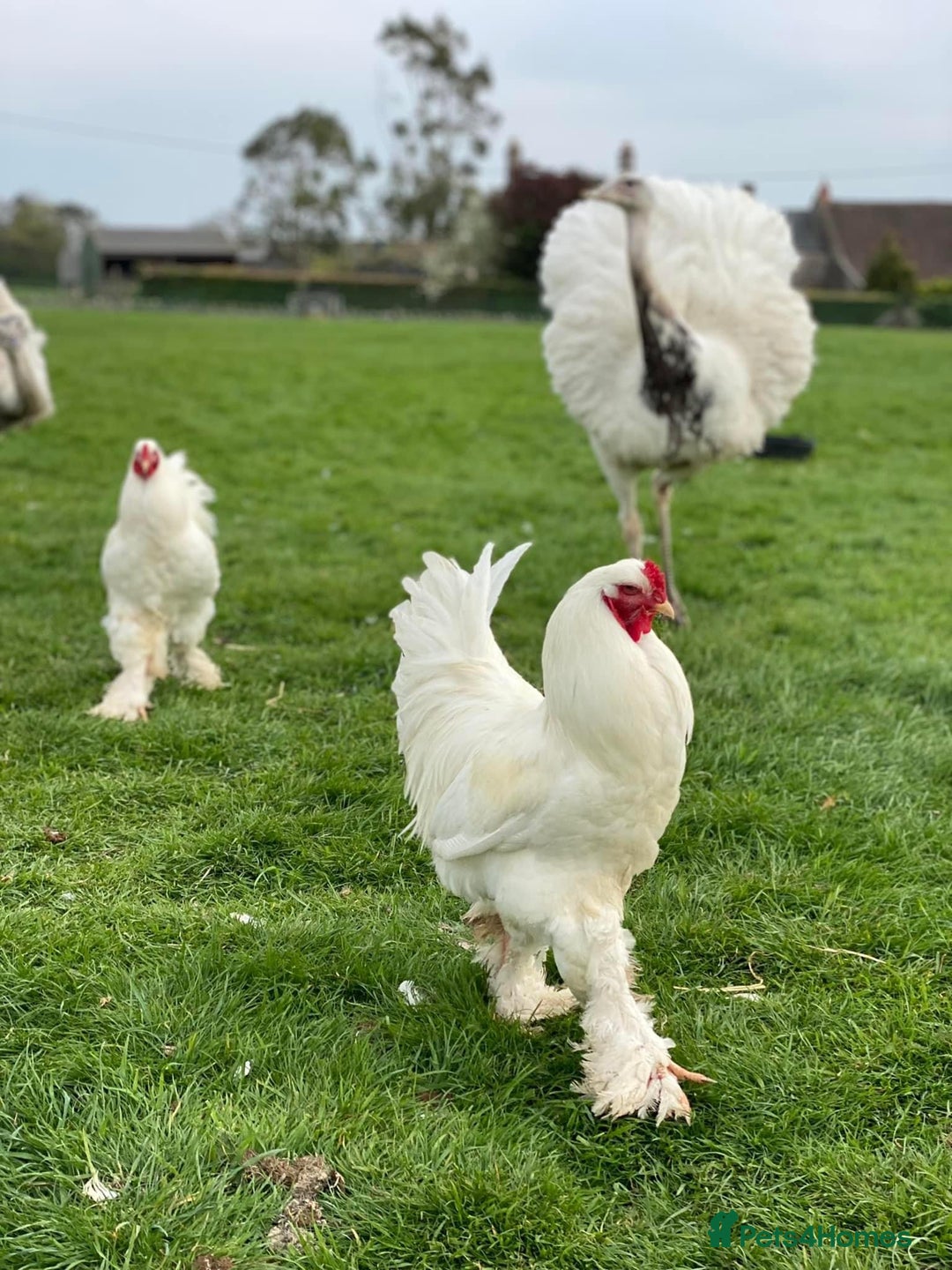 Mixed Breed livestock for sale: White Rhea Chicks & Hatching Rhea Eggs - Image 13