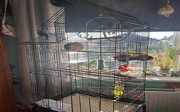 Lovebirds birds for sale: Love birds x2 plus’s cage and accessories - Image 11