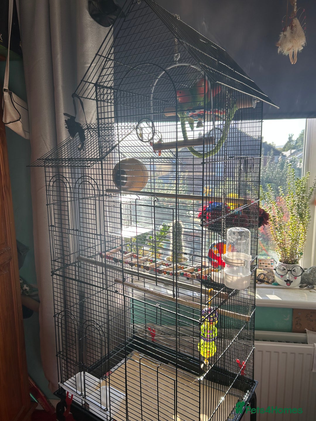 Lovebirds birds for sale: Love birds x2 plus’s cage and accessories - Image 11