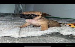 Pug dogs for sale: PUG PUPPYS READY TO GO !!!! - Advert 1