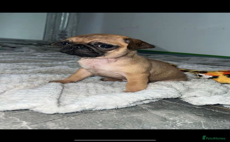 Pug dogs PUG PUPPYS READY TO GO !!!! - Advert 1