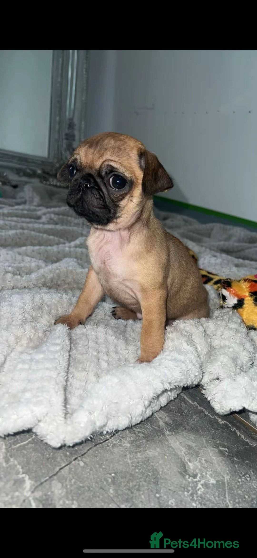 Pug dogs for sale: PUG PUPPYS READY TO GO !!!! - Advert 1