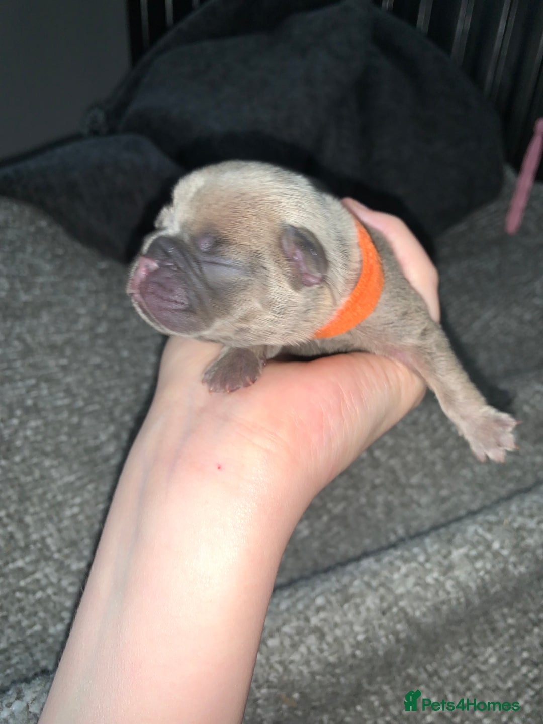 French Bulldog dogs for sale: French bulldog puppies for sale!!  - Image 15