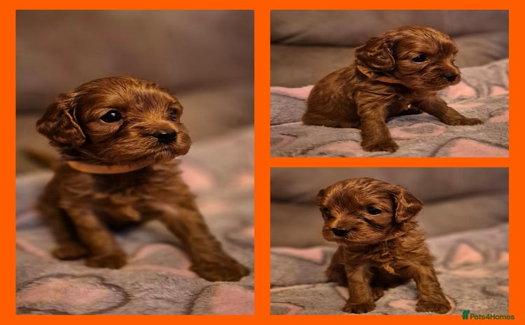Cavapoo dogs - Advert 9