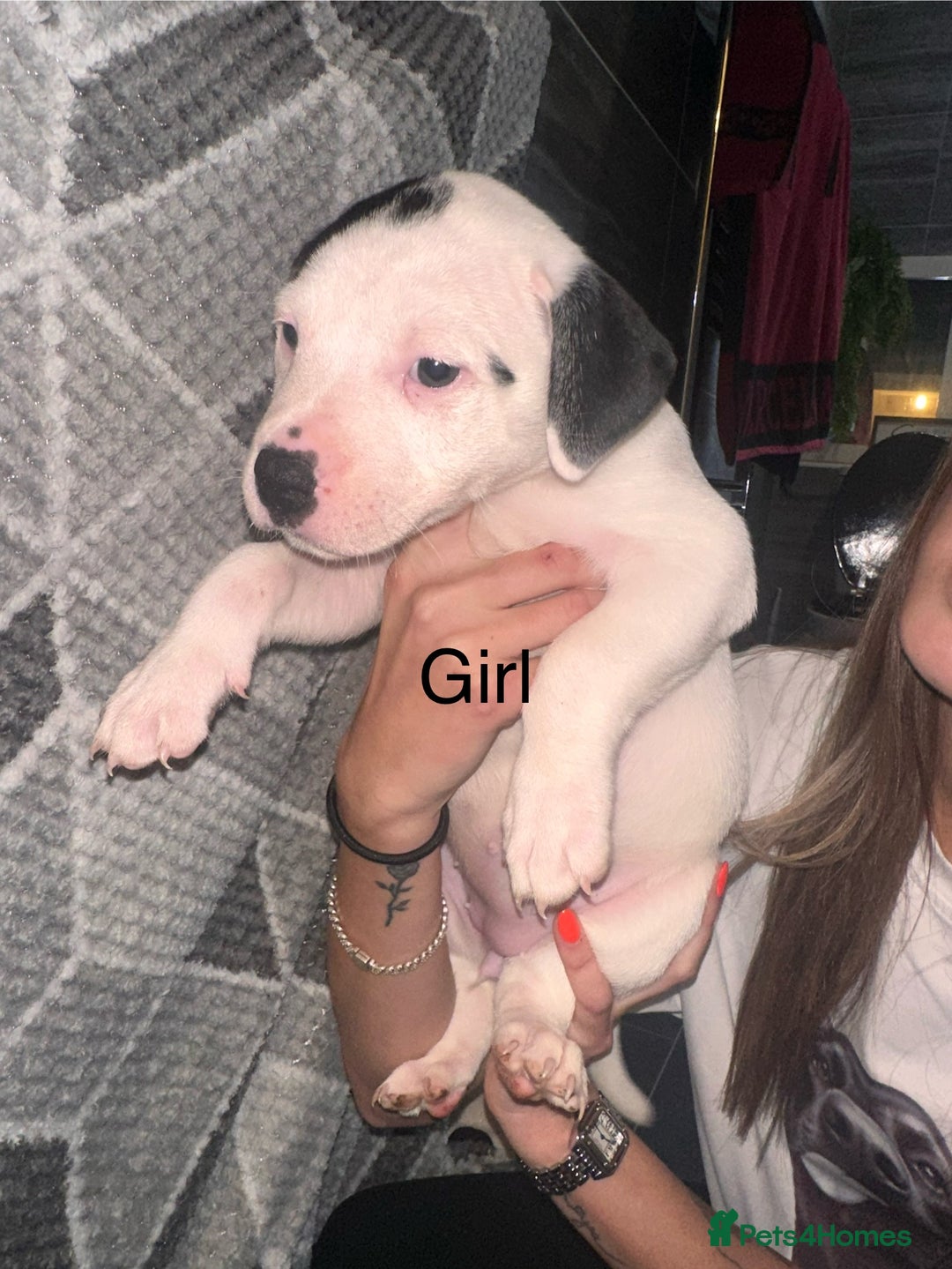 Mixed Breed dogs for sale: American bulldog x staffy 🐶 - Image 4