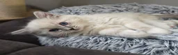 Ragdoll cats for sale: 🩷TICA registered Ragdolls🩷 - Advert 26