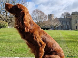 Cocker Spaniel dogs in Kidderminster - Advert 37