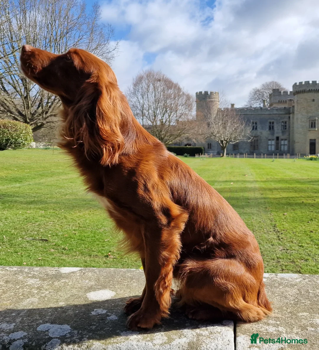 Cocker Spaniel dogs for stud: OFTW Breckmarsh Hugh Cocker Spaniel Stud - Red  in Kidderminster - Advert 1