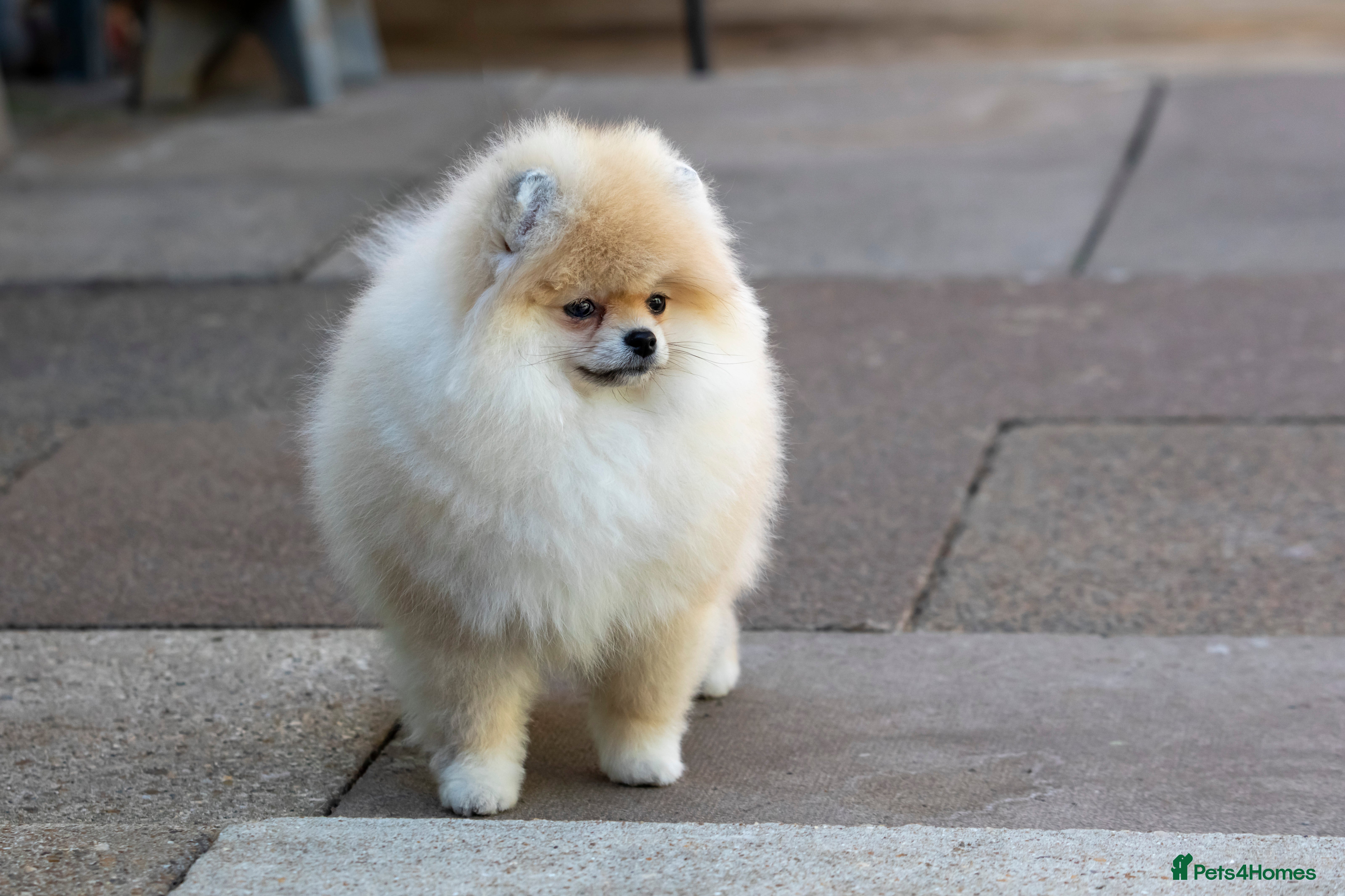 Pomeranian dogs Adorable Pomeranian boy and girl for sale - Advert 17