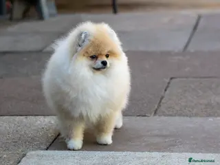 Pomeranian dogs Adorable Pomeranian boy and girl for sale - Advert 17