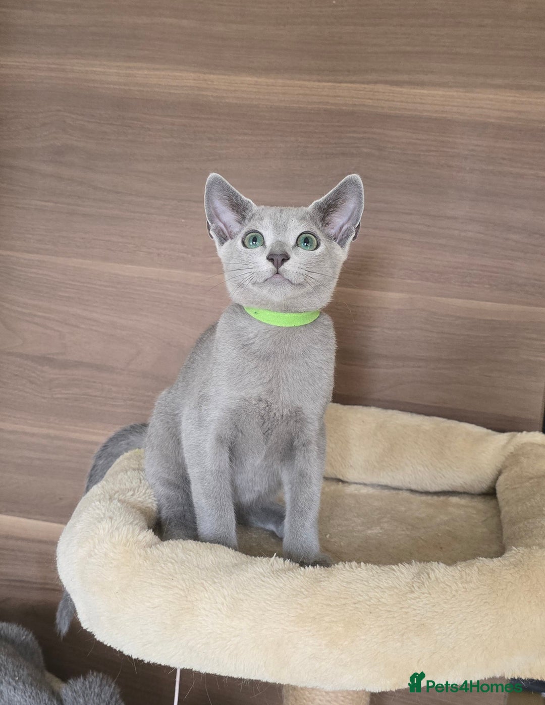 Russian Blue cats for sale: Russian Blue kittens Tica registered  - Image 4
