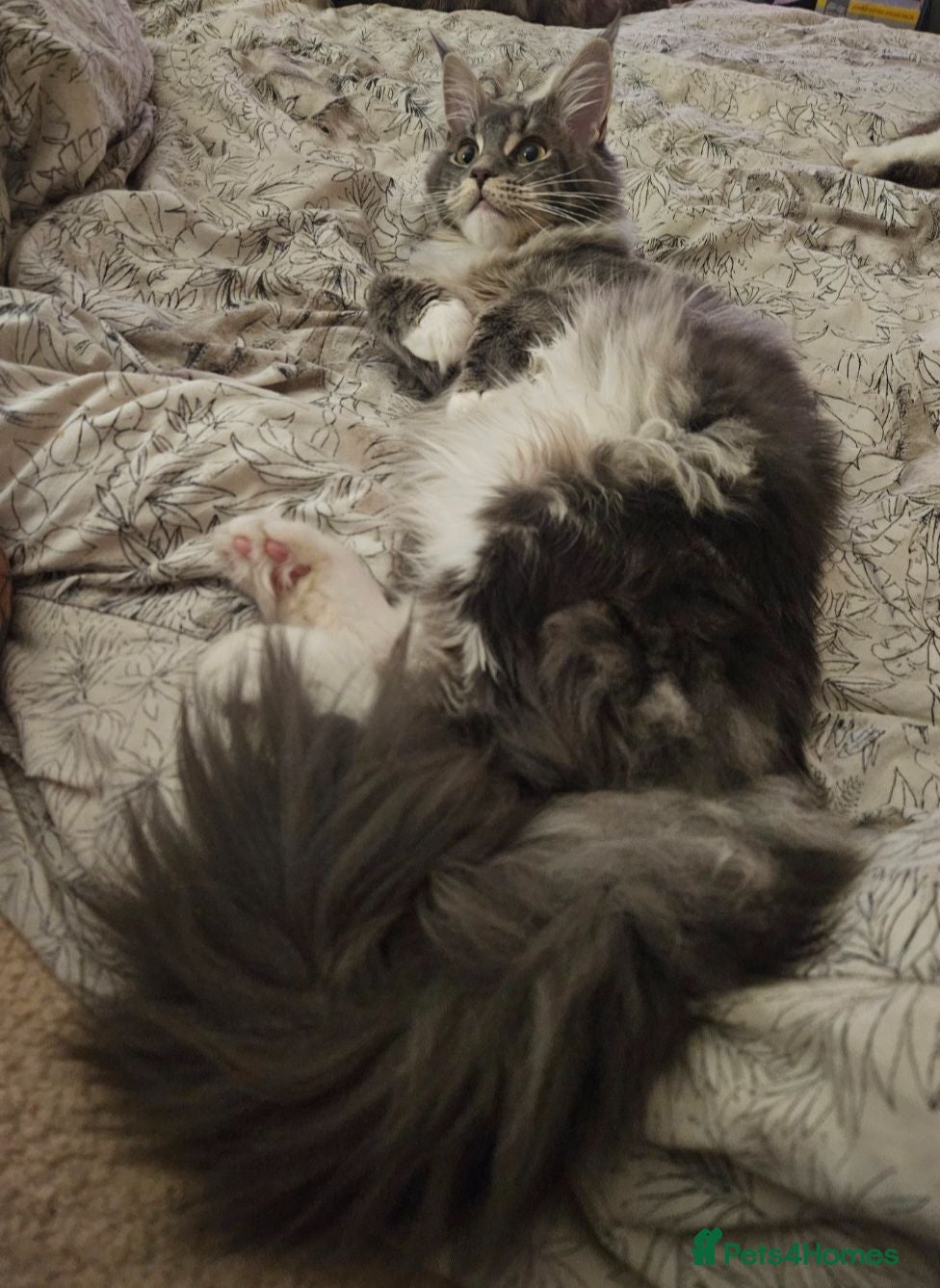 Maine Coon cats Outstanding quality Tica reg Mainecoon  - Advert 4