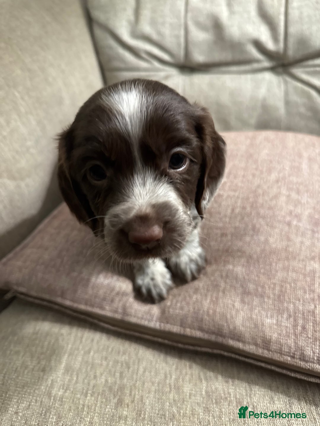 Cocker Spaniel dogs for sale: Litter of Cocker Spaniels ready for New Year - Advert 27