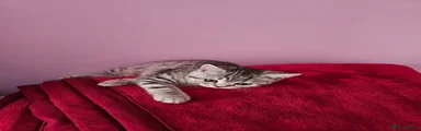 Brazilian Shorthair Kitten 2