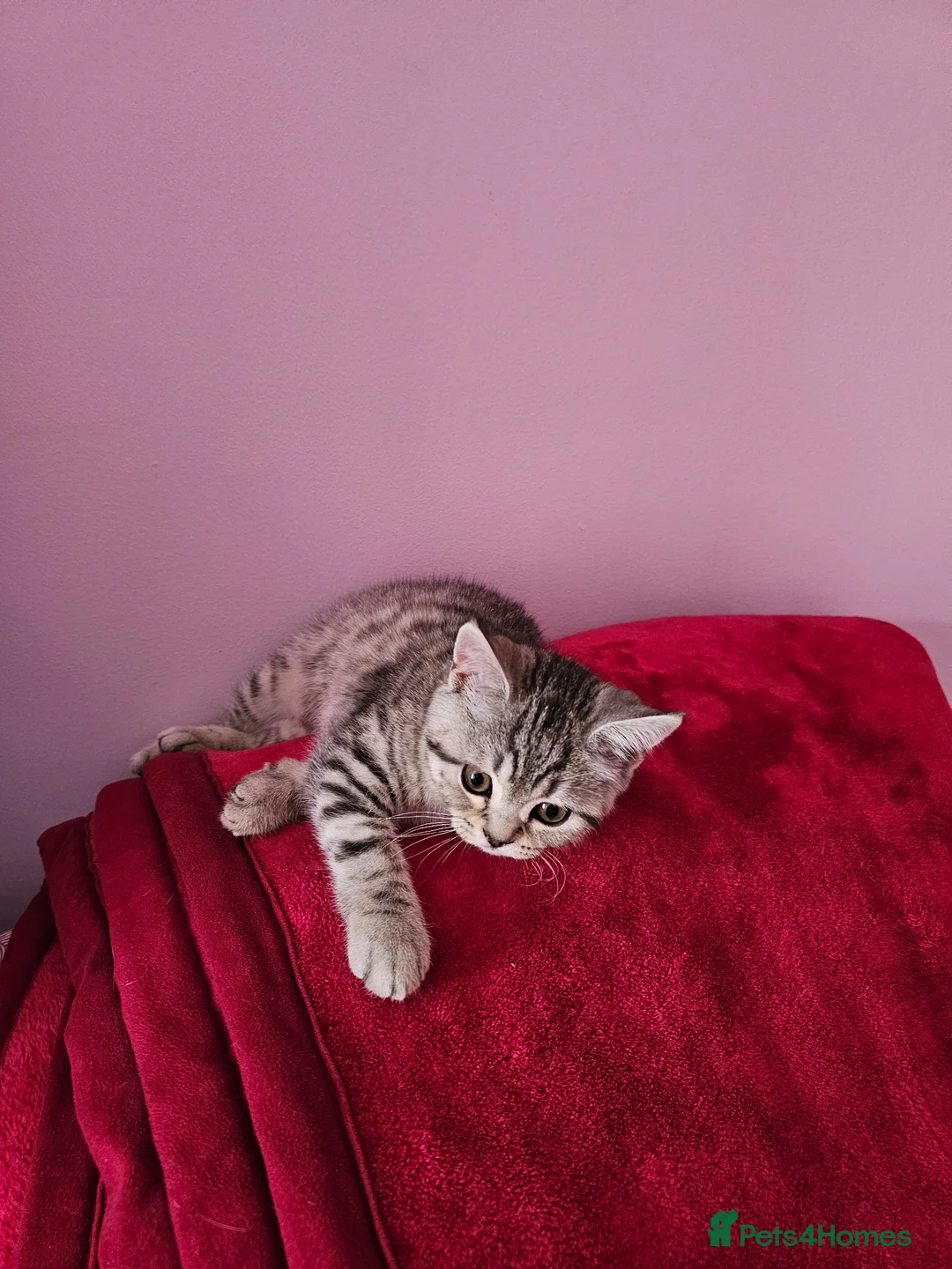Brazilian Shorthair cats for sale: ✨️ Stunning British Shorthair Tabby Kittens✨️ - Advert 10