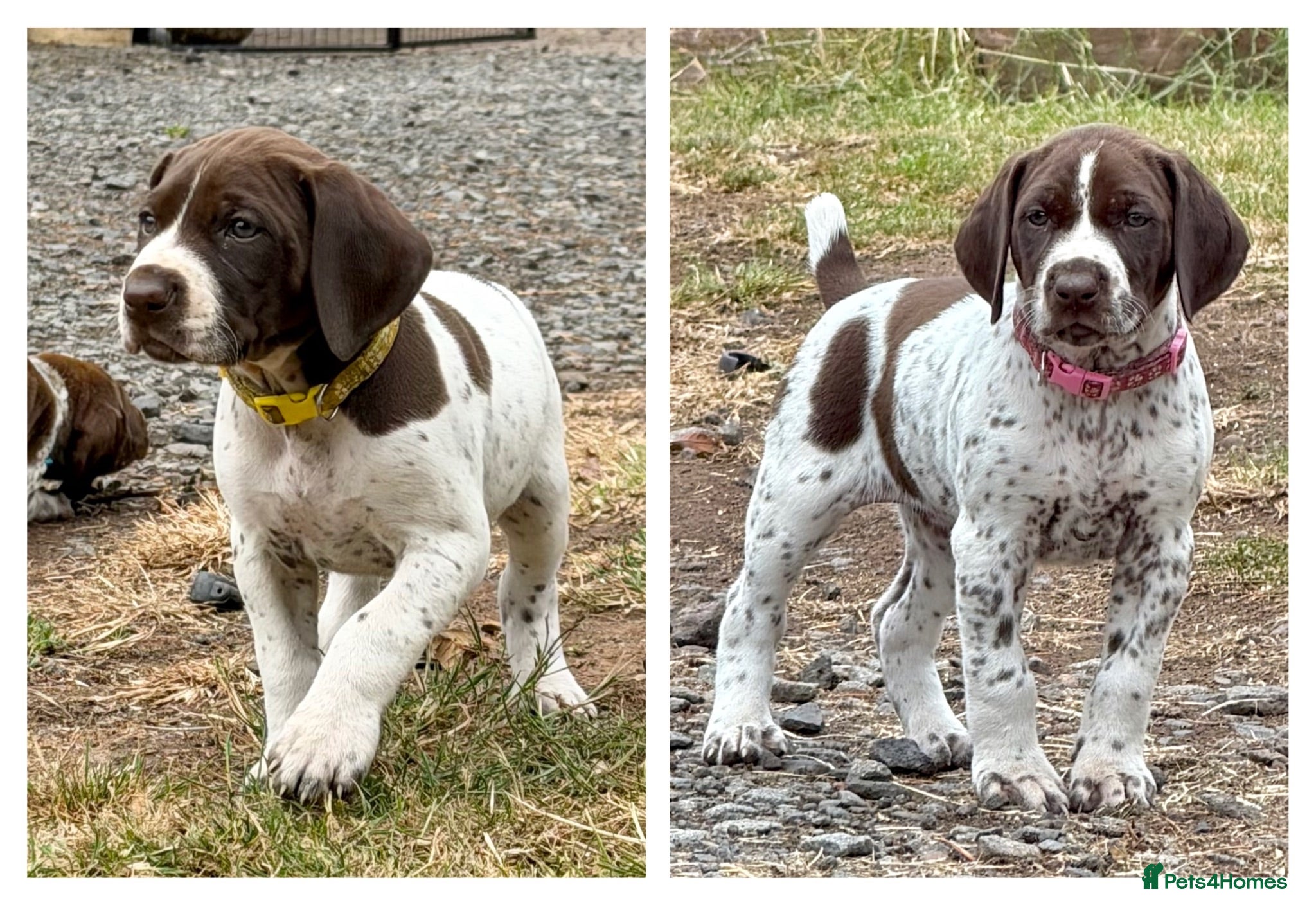 German Shorthaired Pointer dogs KC Registered German Shorthaired Pointer Puppies - Advert 1