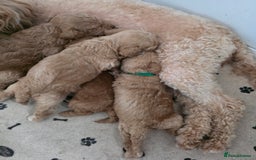 Toy Poodle dogs for sale: Toy poodle puppies  - Image 8