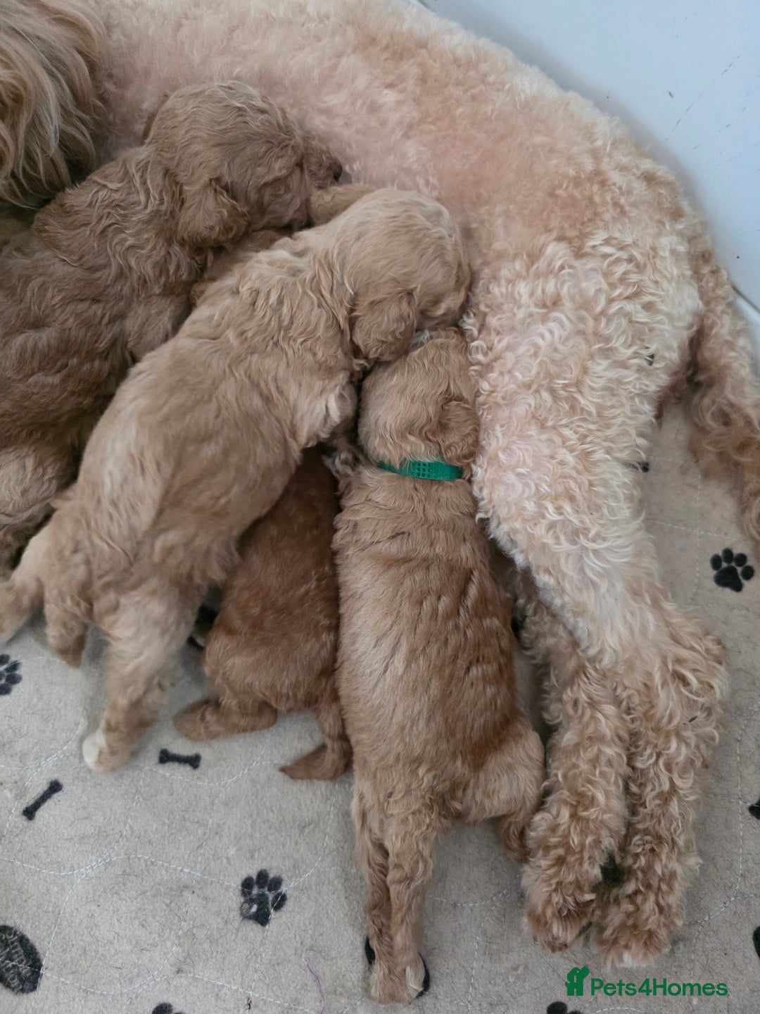 Toy Poodle dogs for sale: Toy poodle puppies  - Image 8