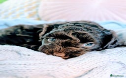 Cockapoo dogs for sale: 4 males and 1 female, chocolate coated cockerpoos  - Image 15