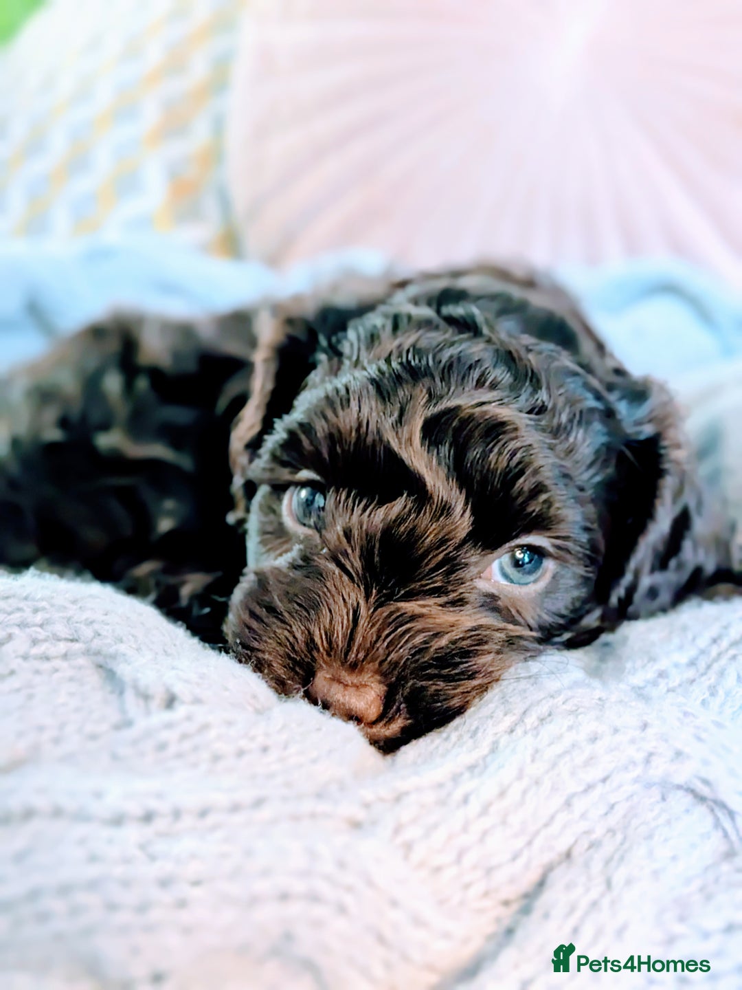 Cockapoo dogs for sale: 4 males and 1 female, chocolate coated cockerpoos  - Image 15